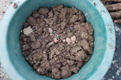 羊糞怎樣做養(yǎng)花肥料，可以直接放花盆表面嗎？