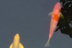 錦鯉魚幾天喂一次比較好,一次喂多少合適