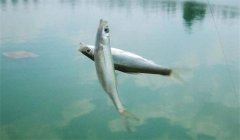 釣到的白條魚能養(yǎng)活嗎？釣白條魚要注意什么？
