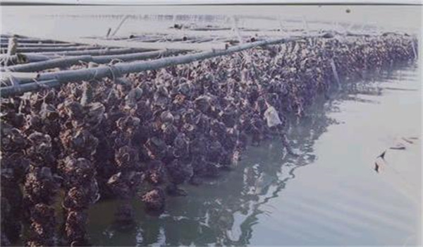 太平洋牡蠣人工育苗技術要點