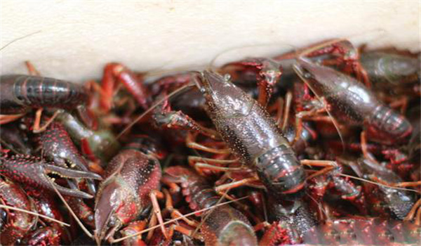 青殼蝦和紅殼蝦之間的轉(zhuǎn)變關系