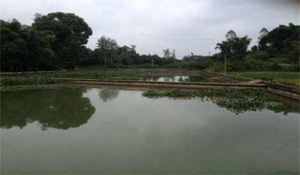 養(yǎng)鱉場(chǎng)地的環(huán)境要求