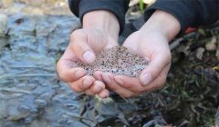 飼養(yǎng)林蛙蝌蚪應注意些什么？