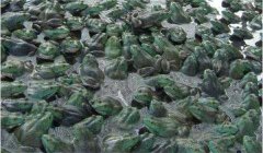 牛蛙引種需要注意哪幾個(gè)方面的問(wèn)題？