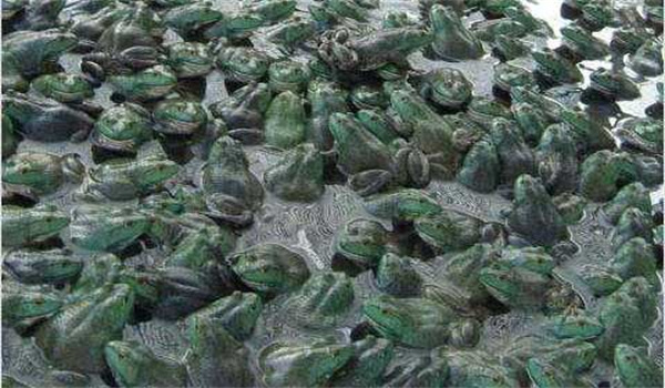 牛蛙引種需要注意哪幾個(gè)方面