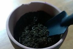 如何正確使用多菌靈 需注意什么，用多了會怎樣