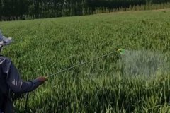 多菌靈怎么用，和百菌清哪個好 兩者有何區(qū)別