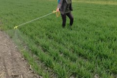 多菌靈會燒葉子嗎？過量噴施多菌靈的補(bǔ)救方法