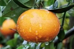 沃柑幾月份成熟上市，一畝地種多少棵沃柑苗