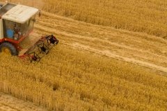 農(nóng)歷芒種的氣候有哪些特點(diǎn)，芒種幾天收麥子？