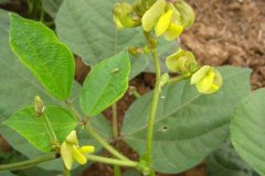 綠豆生長周期是多少天？綠豆的生長過程簡介