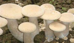 食用菌有哪些營(yíng)養(yǎng)類型:腐生性、共生性、寄生性