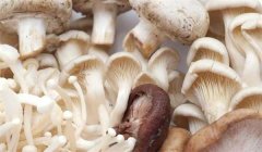 生活中常見的食用菌有哪些種類？