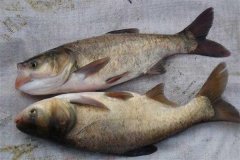 鳙魚(yú)和鰱魚(yú)的區(qū)別，鳙魚(yú)和鰱魚(yú)如何搭配放養(yǎng)