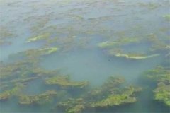 龍蝦池塘中的青苔怎么處理，怎么快速清除干凈