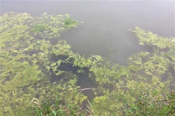 龍蝦死亡會漂浮水面嗎？