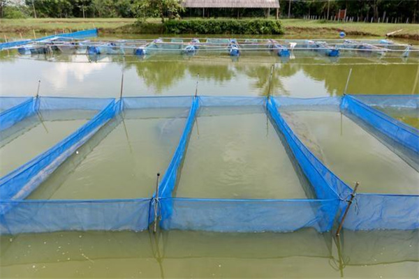 羅非魚(yú)越冬的前期管理