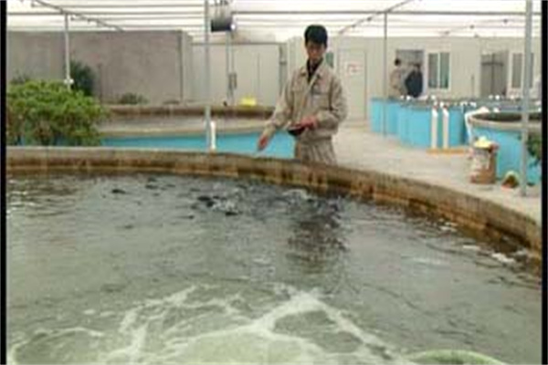 羅非魚(yú)越冬的餌料投喂