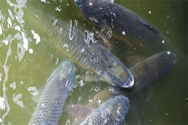 吊養(yǎng)草魚、鳙魚養(yǎng)殖經(jīng)驗總結