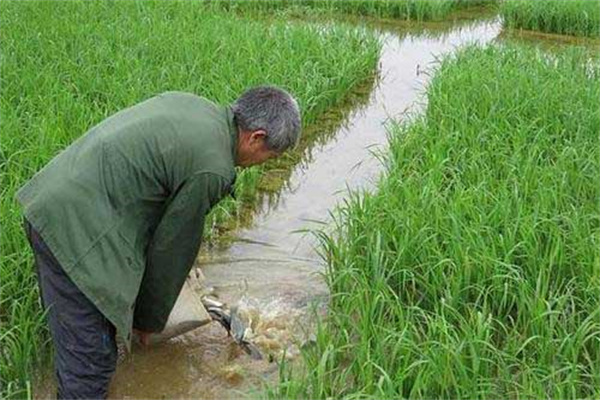 開(kāi)挖進(jìn)、排水溝及安裝攔魚(yú)設(shè)備