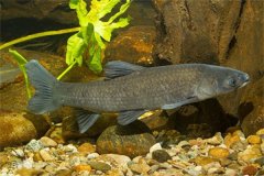 我國(guó)淡水魚(yú)類(lèi)主要包括哪些品種？