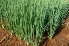 大蔥的品種有哪些，什么時(shí)間種植、怎樣種植