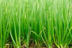 大蔥干尖是什么原因造成的，用什么藥劑防治？