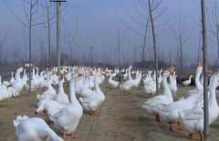皖西白鵝養(yǎng)殖場(chǎng)地如何選擇、如何飼養(yǎng)與管理？