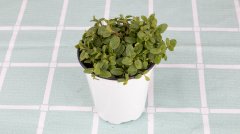 薄荷盆栽可以放臥室嗎？盆栽薄荷怎么養(yǎng)