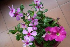 芝麻餅肥富含哪些養(yǎng)分，芝麻餅肥料適合什么花