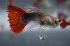 孔雀魚多久繁殖一次，它生產(chǎn)小魚前有何預(yù)兆？