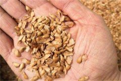 香椿種子的催芽方法，香椿如何育苗？