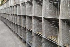 兔舍怎么建造，兔舍一般怎樣消毒？