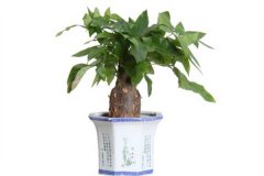 發(fā)財樹會開花嗎？發(fā)財樹開花是什么預(yù)兆