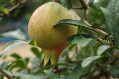 石榴籽能種出來石榴樹嗎？石榴種子怎么種？