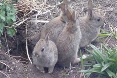 野兔一年繁殖幾窩，能和家兔雜交能生小兔嗎？