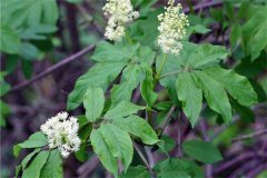 接骨木別名叫什么，接骨木的功效與作用