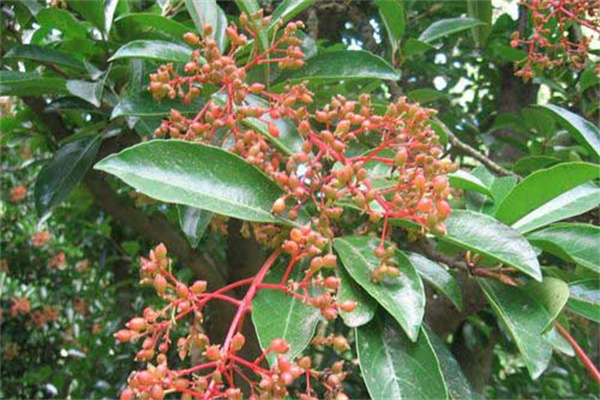 珊瑚樹的生態(tài)習(xí)性、栽培管理與園林用途