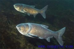 家魚混養(yǎng)池只死鰱鳙魚的原因是什么？