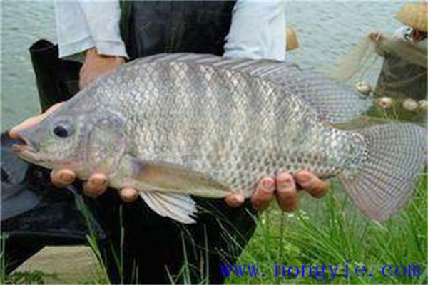 稻田養(yǎng)殖奧尼羅非魚(yú)的條件