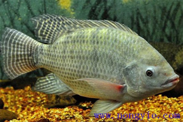 奧尼羅非魚飼養(yǎng)管理、人工投餌