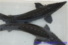 俄羅斯鱘魚常見病害有哪些，如何防治？