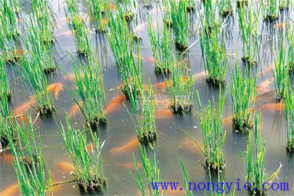 利用稻田養(yǎng)殖鯉魚(yú)