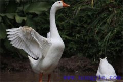 大白鵝能長(zhǎng)多少斤，養(yǎng)殖白鵝如何選擇場(chǎng)地