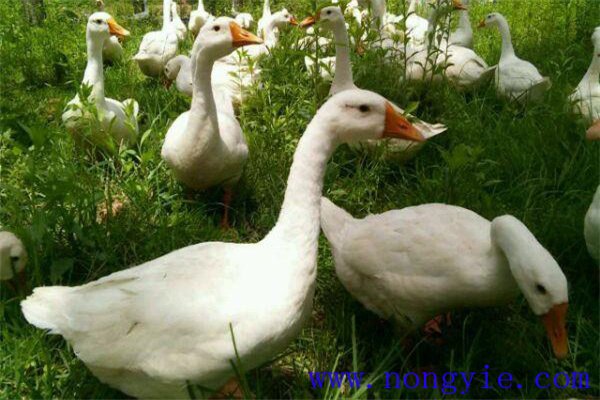 養(yǎng)鵝吃什么草長得快