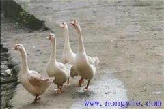 母鵝拔毛注意事項(xiàng) 母鵝拔毛后幾天能下蛋？