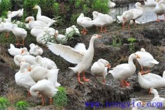 四季鵝的品種特點(diǎn)，四季鵝怎樣繁殖和喂養(yǎng)？