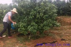 柑橘的施肥原則、施肥時間以及施肥數(shù)量簡介