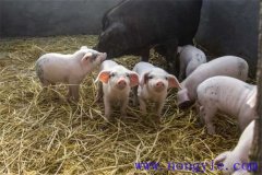 剛出生仔豬怎么養(yǎng)？哺乳仔豬飼養(yǎng)管理要點