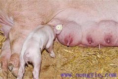 母豬奶水不足怎么辦，是什么原因?qū)е碌模? /></a>
            <a href=